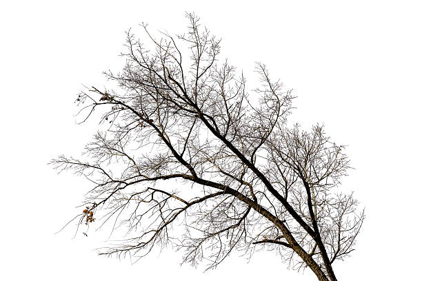 istock Large branch of old oak tree on white background 2207821597