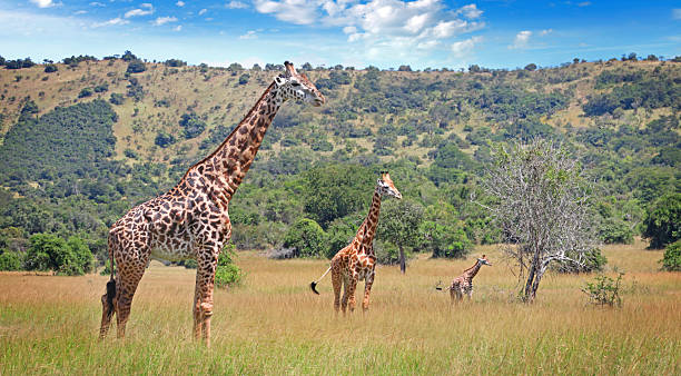 Giraffes at Akagera National Park in Rwanda
