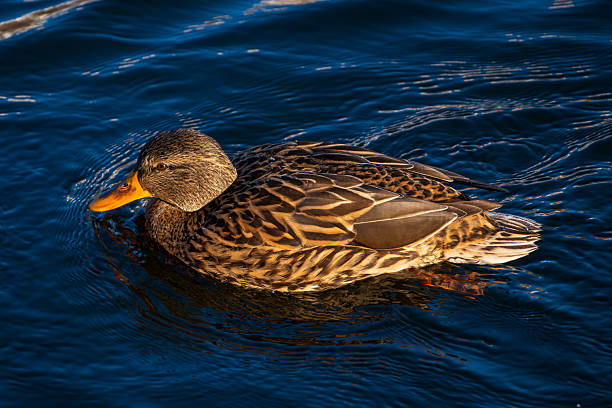 istock A female mallard duck floating on calm water. 2207825381