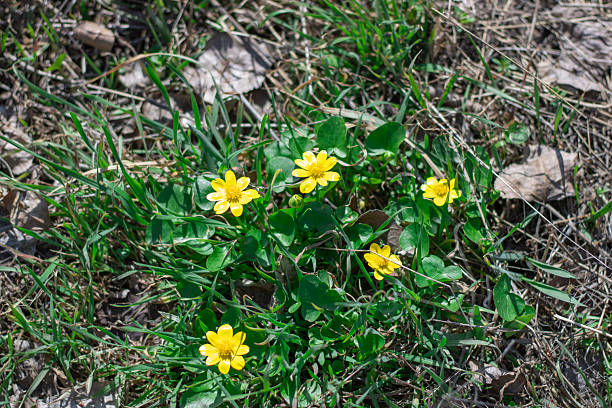 istock Yellow lesser celandine flowers bloom on glade in springtime. 2207827066