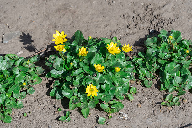 istock Yellow lesser celandine flowers bloom on glade in springtime. 2207827070