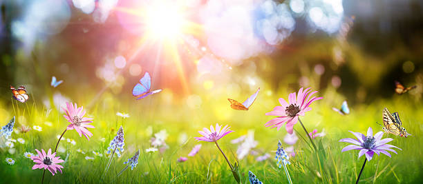 istock Spring Meadow - Flowers In Grass With Sunlight On Abstract Defocused Background 2207827267