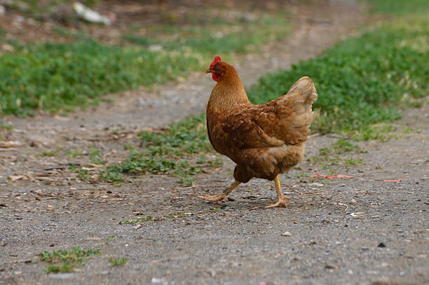 istock Hen strolls along a rustic path surrounded by vibrant greenery on a sunny afternoon in a rural setting 2207828025