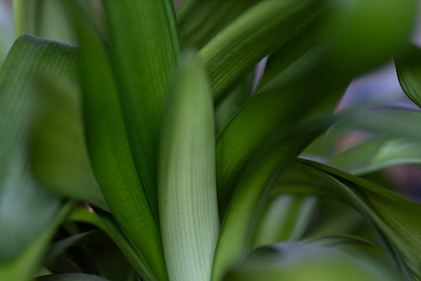Natural background with green leaves and leaf pattern.Green nature background . High quality photo