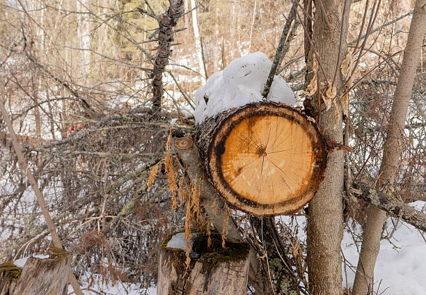 istock Fallen tree in city park natural area cut to clear  trail path 2207829099