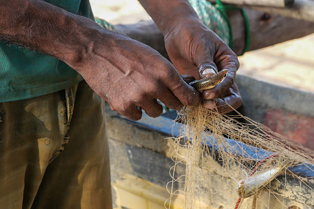 istock Sri Lankan fisherman removing a small fish from his net 2207829452