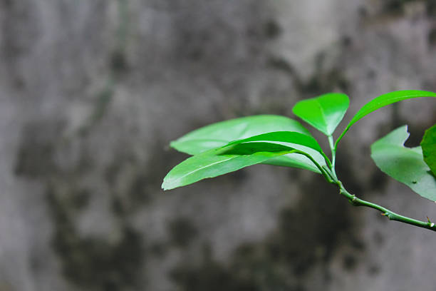 Orange leaves look fresh with green color with abstract wall background