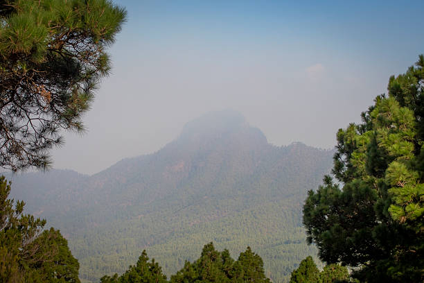 Canary pine trees framing the Cumbre Vieja volcano, releasing smoke and ash, create a hazy atmosphere on La Palma Island, highlighting the dramatic impact of the volcanic eruption