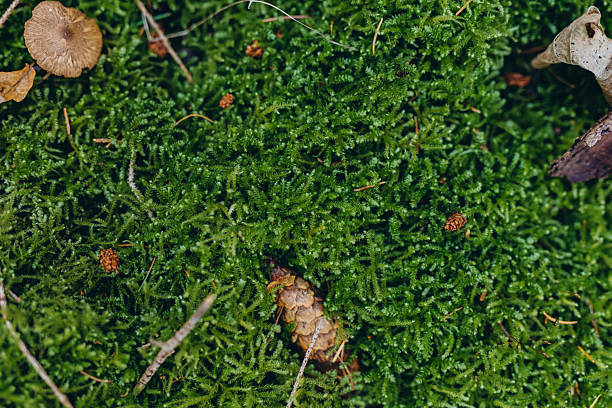 istock Lush green forest moss with scattered pine cones, creating a natural woodland background. Perfect for eco-themed designs 2207832865