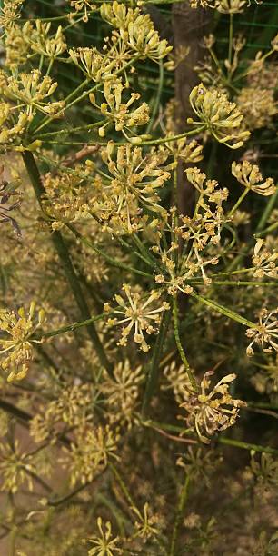 istock The beautiful fennel seeds flowers view 2207832980