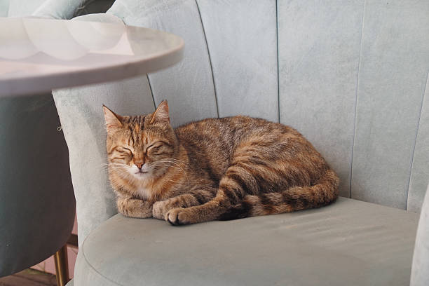 istock A Relaxing Tabby Cat Just Lounging on a Soft and Comfortable Couch 2207833726