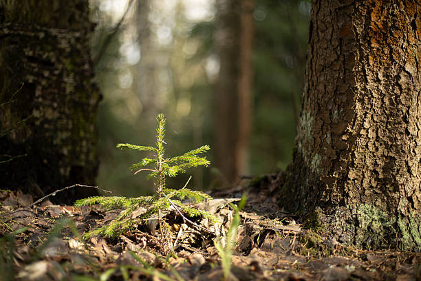 istock Young spruce in the forest. Coniferous tree. A small tree in the wild. 2207835648
