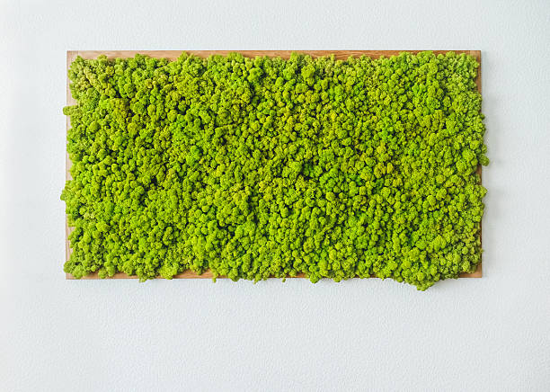 istock Amazing natural texture of reindeer moss. 2207836353