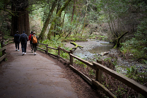 Three people wearing backpacks, walking the nature trail along a stream in Muir Woods National Monument, CA.