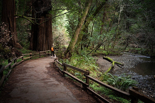 A woman wearing an orange backpack, walking the nature trail along a stream in Muir Woods National Monument, CA.