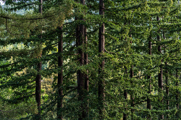 Tall, green redwood trees in Mill Valley, CA.