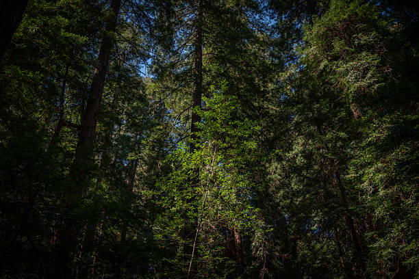 Upward shot of redwood trees dappled with sunlight in Muir Woods National Monument, CA.