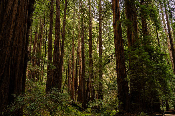 Upward shot of redwood trees dappled with sunlight in Muir Woods National Monument, CA.