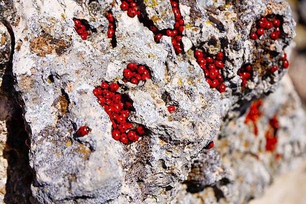 Ladybugs, ladybugs or ladybugs (Coccinellidae) are a family of coleopteran insects of the Cucujoidea superfamily.