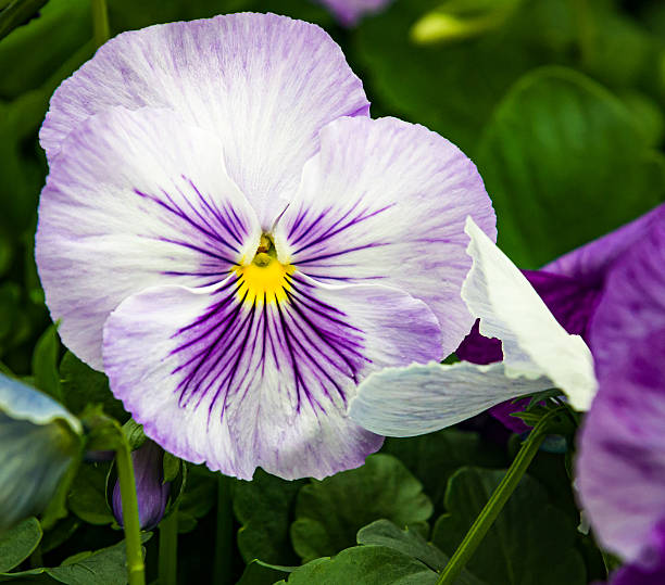 istock Soft Purple Pansy Face 2207840530