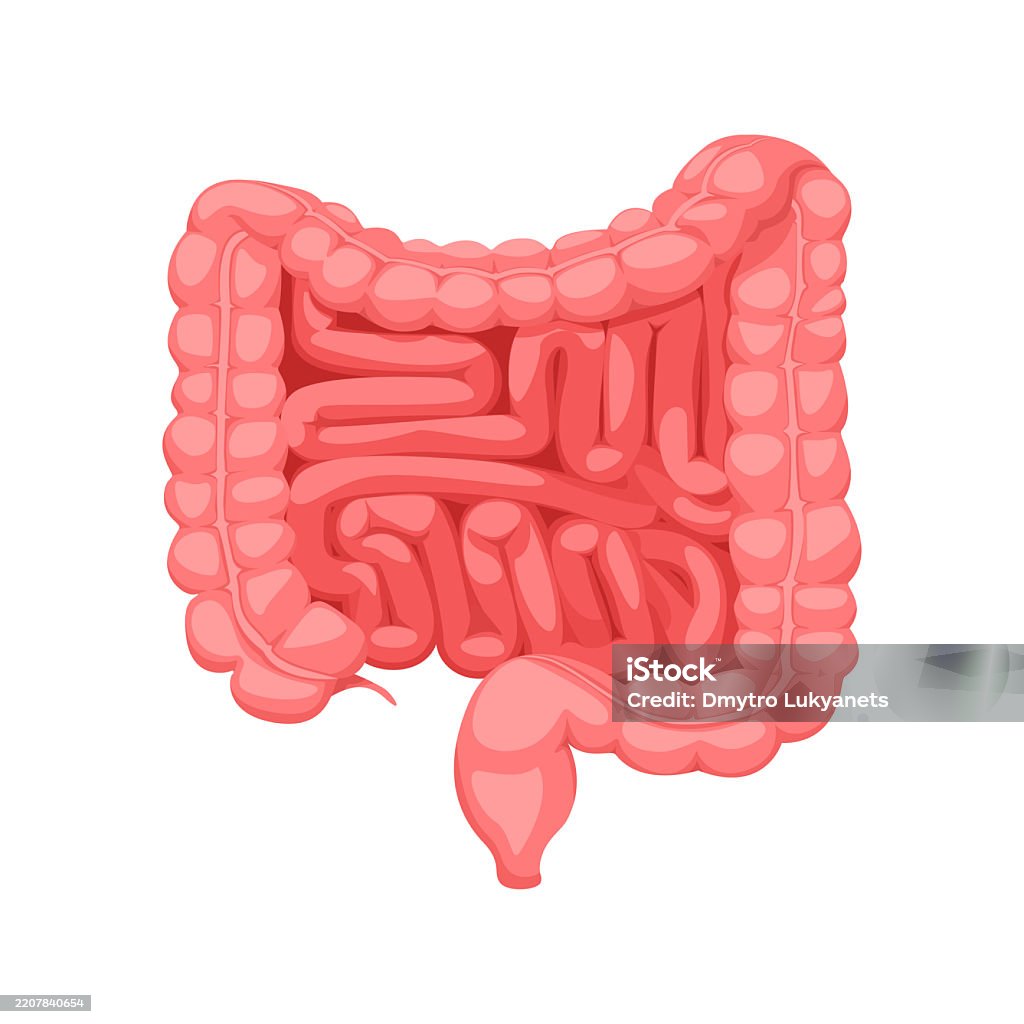 Intesine Rapport Intestines 3 Stock Illustration - Download Image Now - Abdomen ...