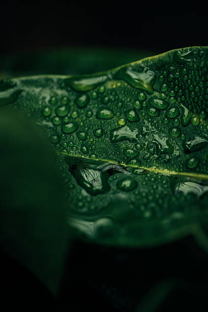 istock Petal Drops: Macro Blooms & Water 2207841280