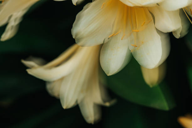 Delicate petals adorned with glistening water droplets, capturing the intricate beauty of nature up close. This macro collection highlights the elegance, texture, and vibrancy of flowers kissed by moisture, evoking a sense of freshness, renewal, and tranquility