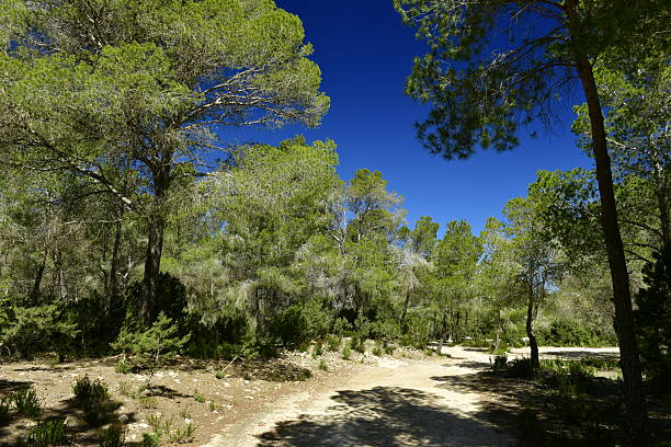 Beautiful view of hill covered with wild green forest trees on blue sky background.
