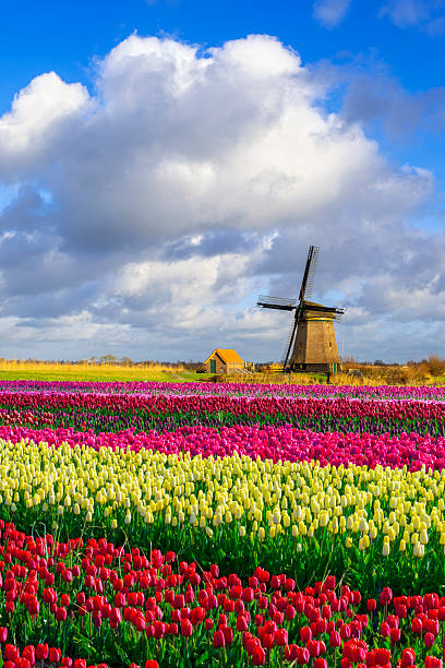 istock Colourful Tulip Fields and Dutch Windmill under a Partially Clouded Blue Sky 2207843404