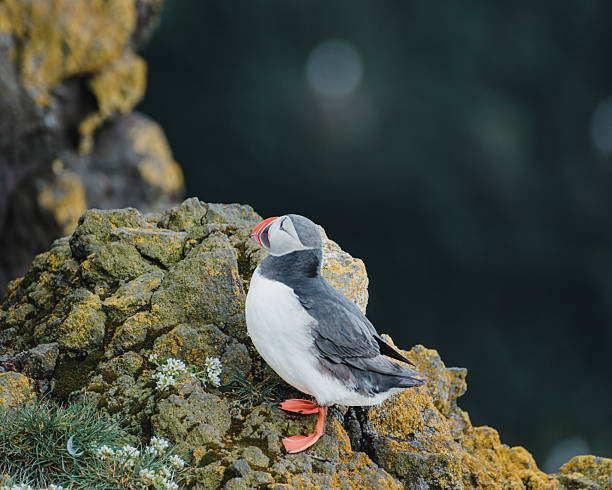 Atlantic puffin perched on mossy cliff at Latrabjarg, Westfjords, Iceland.