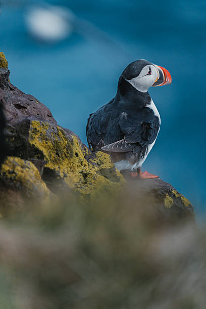 istock Atlantic Puffin perched on cliffside at Latrabjarg, Westfjords, Iceland. 2207843703