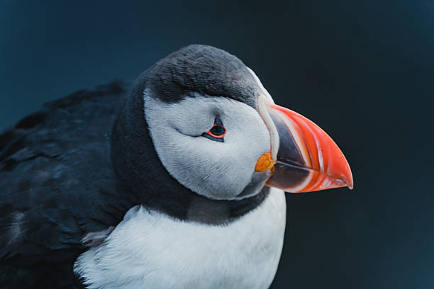 istock Atlantic puffin perched on a rugged coastal outcrop at Latrabjarg, Westfjords, Iceland. 2207843736