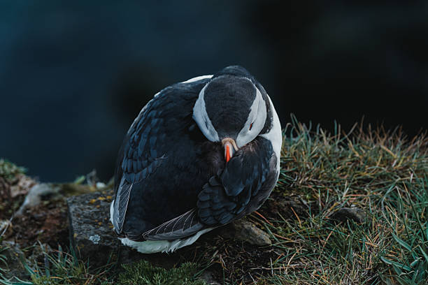 Atlantic puffin resting on grassy cliff at Latrabjarg, Westfjords, Iceland.