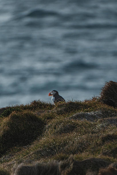 istock Atlantic Puffin resting on grassy cliff at Latrabjarg, Westfjords, Iceland. 2207844099
