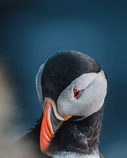 istock Atlantic puffin preening feathers on grassy cliff at Latrabjarg, Iceland. 2207844105