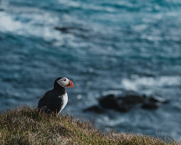 istock Atlantic Puffin perched on cliffside at Latrabjarg, Westfjords, Iceland. 2207844114