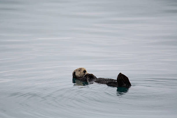 istock Otter floating in calm water 2207846123