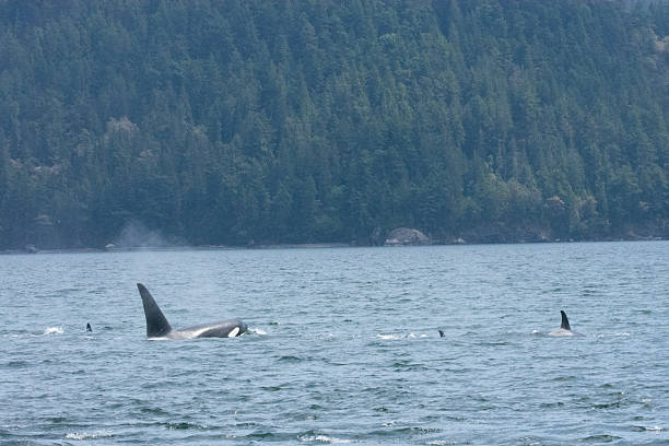 istock Orca Pod on Salish Sea in Seattle 2207846239