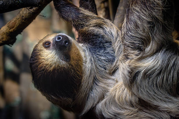 istock Portrait of Linnaeus's two-toed sloth hanging upside down on tree. 2207846322