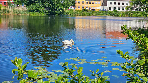 istock Swan on a Calm Lake with Reflection 2207846487