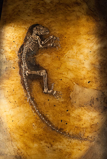 istock fossilized skeleton of prehistoric mammal in stone matrix.. 2207846923