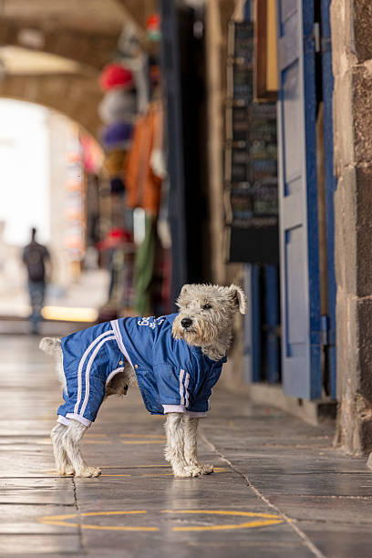 istock A dog wearing an old tracksuit 2207847141