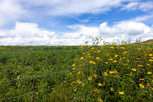 Beautiful landscape with flowers