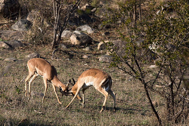 istock A photo of two impala fighting 2207848152