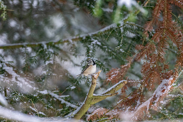 Crested tit in the forest , winter wonderland