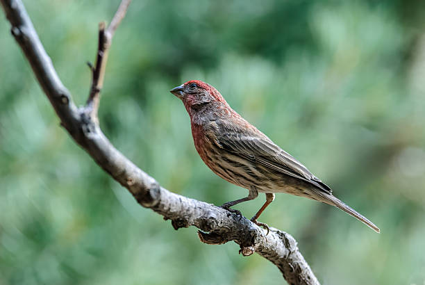 istock Male House Finch 2207850373