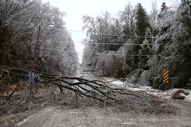 istock A country road littered with fallen trees 2207851448