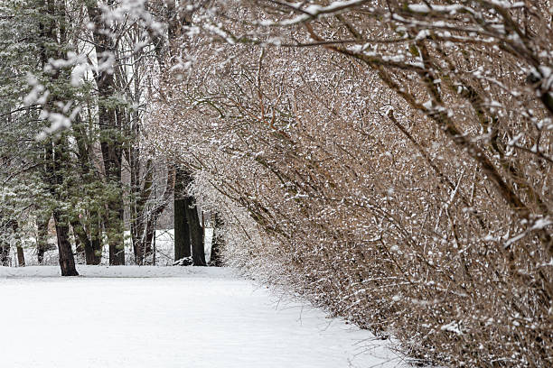 istock Snow frosted lilac hedge landscape 2207851547