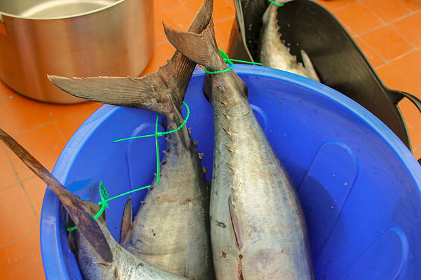 three bonitos recently caught to preserve in olive oil