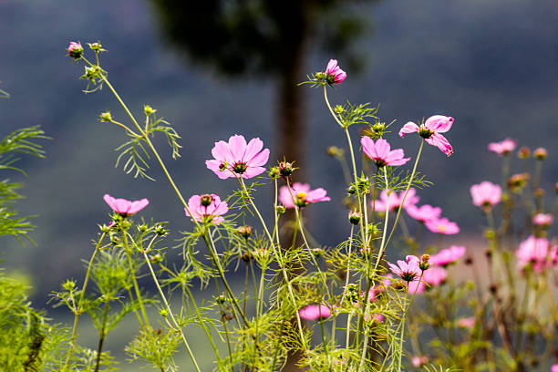 Flowers, plants and fruits in the Brazilian Cerrado and Atlantic Forest